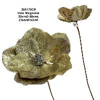 Vara Magnolia 25cmD 58cmL - CHAMPAGNE