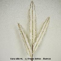 Vara 68cmL - c/3hojas brillos - Blanca
