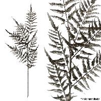 Vara NAV Hojas Helecho X6 - 98cmL - SILVER